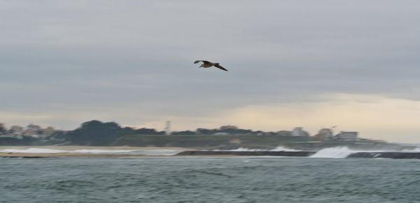 Birds flying over sea