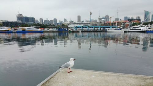 View of birds in harbor