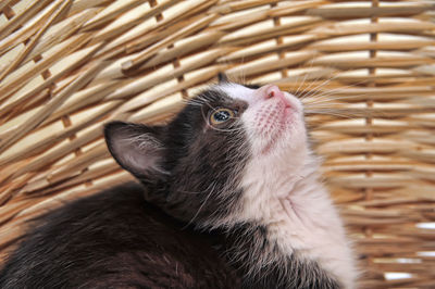 Close-up of a cat in cage