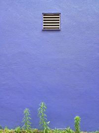 Plants growing against purple wall