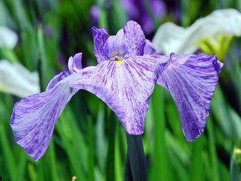 Close-up of wet purple iris blooming outdoors
