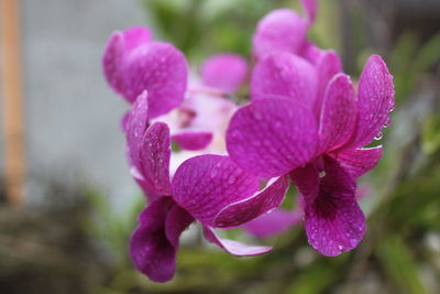 Close-up of pink flowers