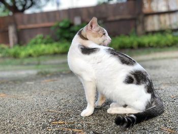 Cat sitting on a looking away