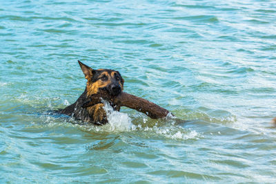 Portrait of dog in swimming pool