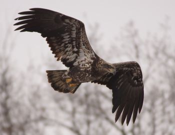 Low angle view of bird perching on tree