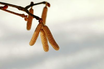 Close-up of snow on plant against sky