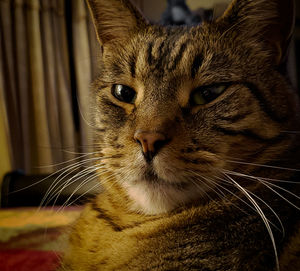 Close-up portrait of a cat