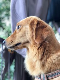 Close-up of dog outdoors