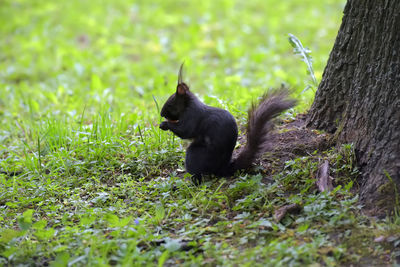 View of a cat on field