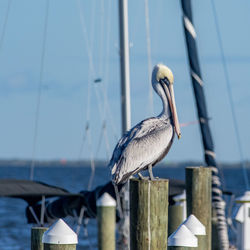 Pelican perching on wooden post