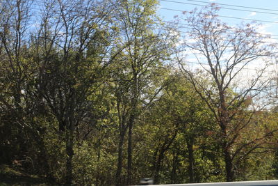 Trees against sky