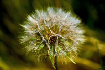 Close-up of wilted dandelion flower