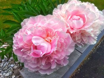 High angle view of pink rose bouquet