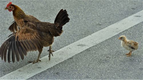 Close-up of hen and chicken crossing street