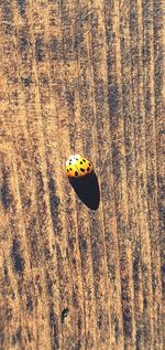 Close-up of ladybug on wood