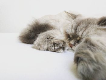 Close-up of cat sleeping on white surface