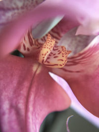 Close-up of pink flower