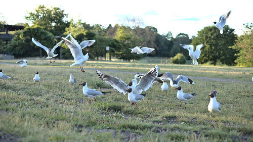 Flock of birds on field