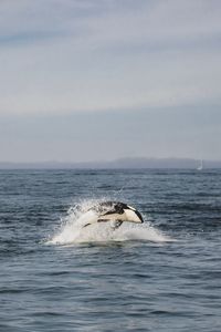 Killer whale jumping in sea
