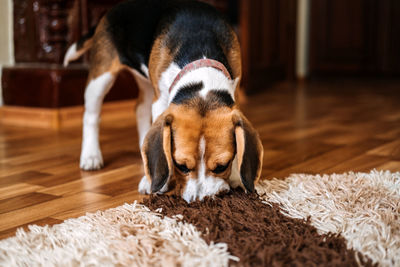 Beagle apartment dog. beagle in small condo apartment. little beagle sniffs the floor