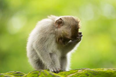 Monkey relaxing on moss covered wall