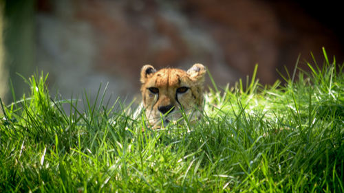 Portrait of a cat on grass