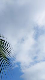 Low angle view of palm tree against sky