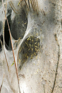 Close-up of dried plant in water