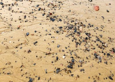 High angle view of insect on sand