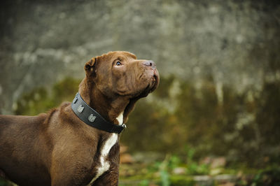 Close-up of shar-pei looking up