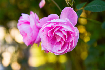 Close-up of pink flower blooming outdoors