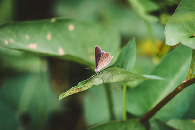 Close-up of green flower on leaves