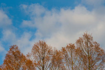 Low angle view of trees against sky