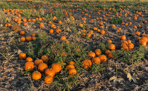 Panoramic shot of a pumpkin field with hokkaidos in the sun