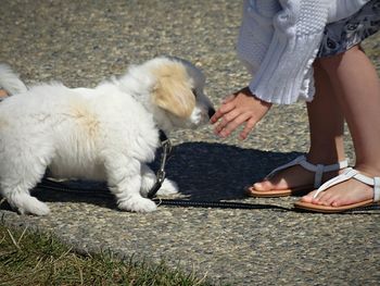 Low section of woman with dog standing on floor