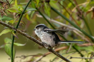 Close-up of bird perching on branch