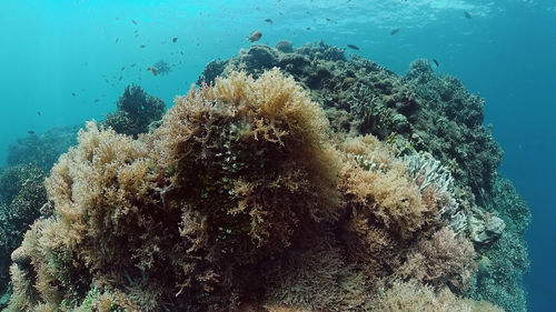 View of coral swimming underwater