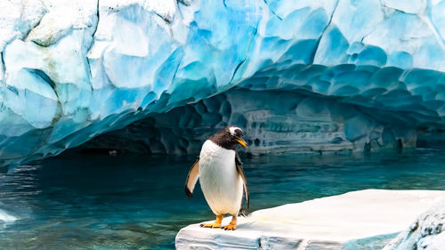 Penguin swimming in sea