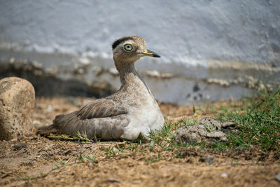 Close-up of a bird looking away