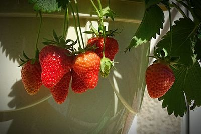 Close-up of strawberries hanging on tree