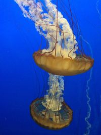 Close-up of jellyfish swimming in sea