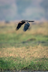 Bird flying over field