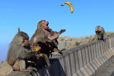 Monkey on rocks against clear sky