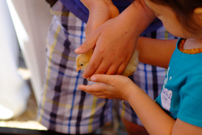 Cropped image of siblings holding baby chick