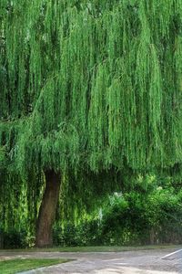 Scenic view of forest