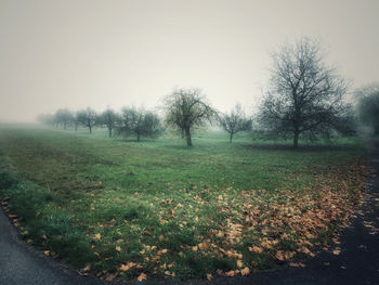 Trees on field against sky