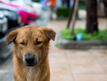 Close-up portrait of a dog