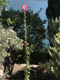 Flowering plants by trees against sky