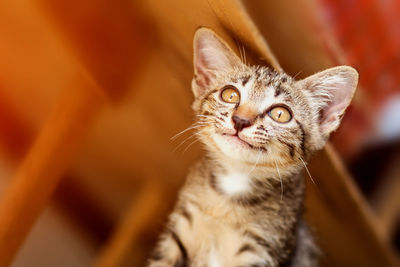 Close-up portrait of a cat