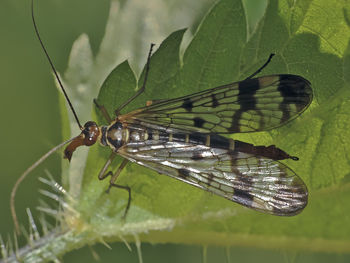 Close-up of butterfly on leaf